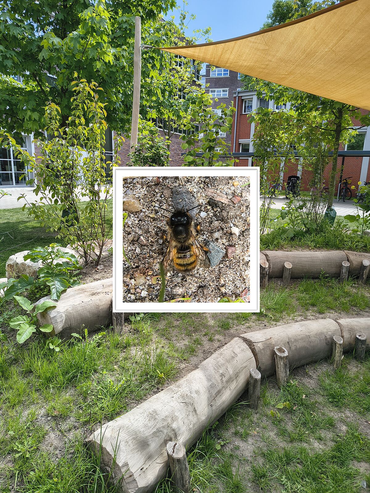 grünes Klassenzimmer mit Bienenhügel